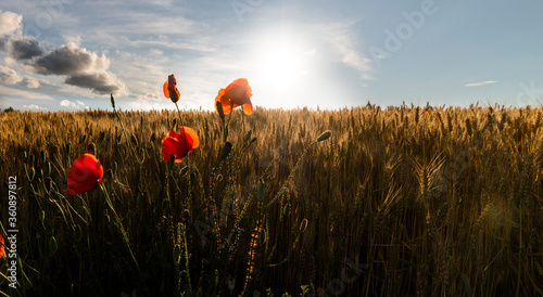 Poppies in a wheat field.