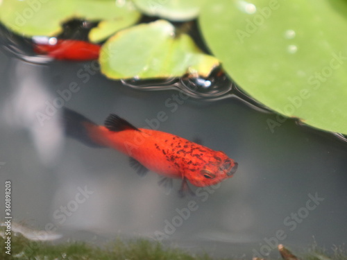 Moonfish swimming in the pond. Poecilia latipinna photo