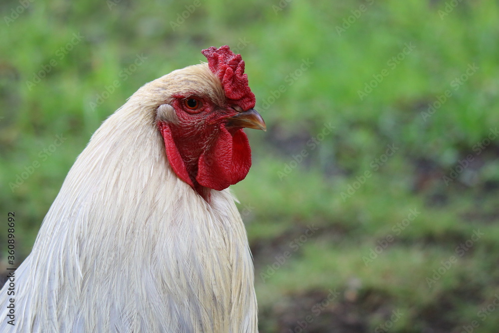 Naklejka premium weißer Hahn Portrait