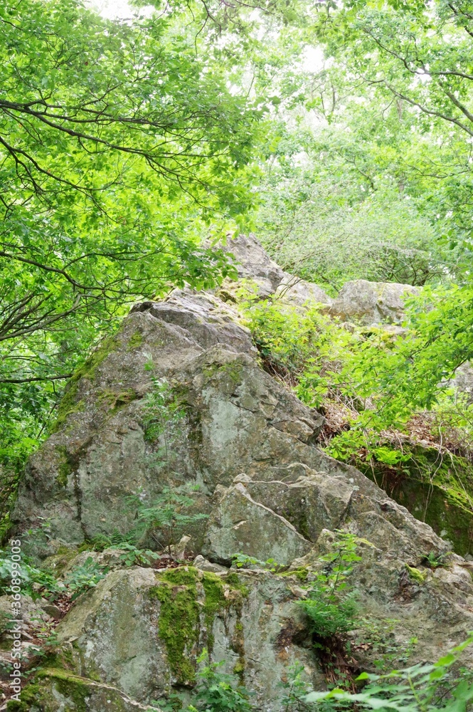 Felsen im Wald