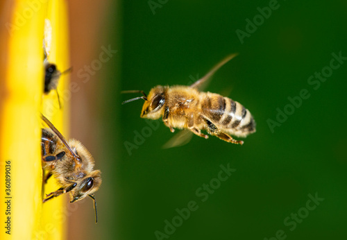 bees flying to the hive - bee breeding (Apis mellifera) photo