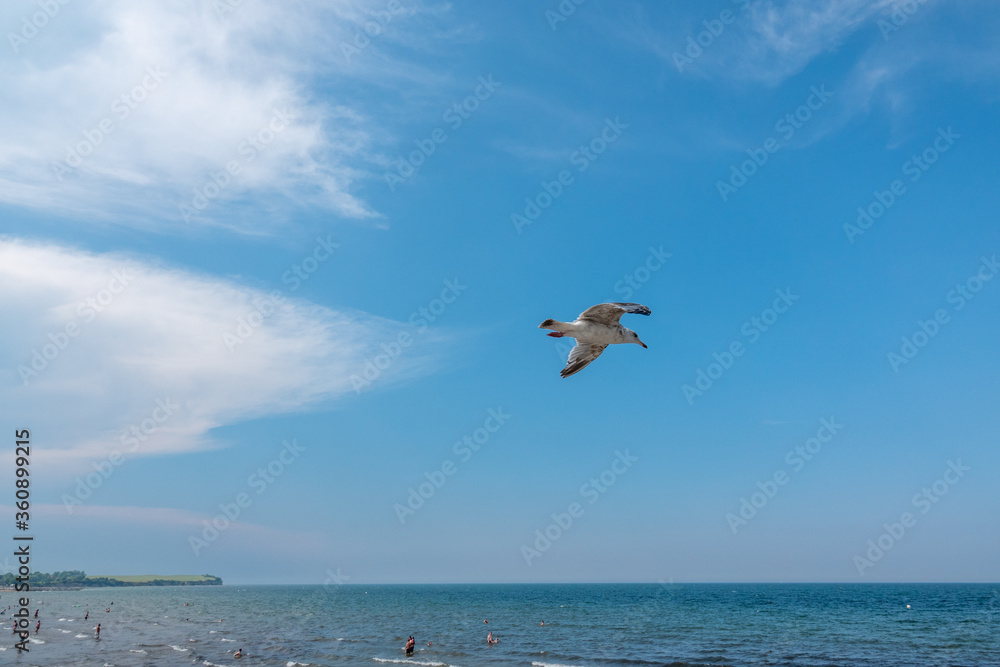 big seagull flies close over the ground and the sky is blue big seagull flies close over the ground and the sky is blue
