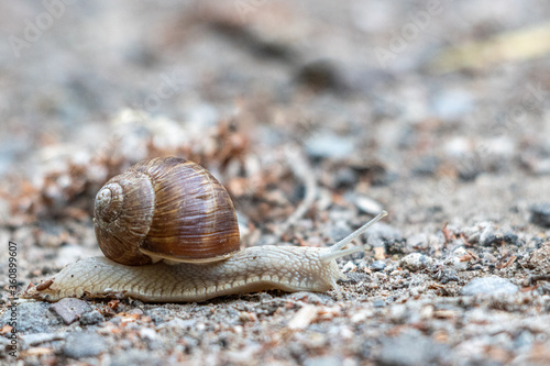  Roman snail crawls slowly over a sandy path