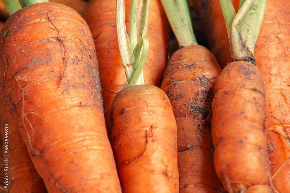 Unwashed in the ground young orange carrots with sprouts. close-up, flat lay, top view Unwashed in the ground young orange carrots with sprouts. close-up, flat lay, top view
