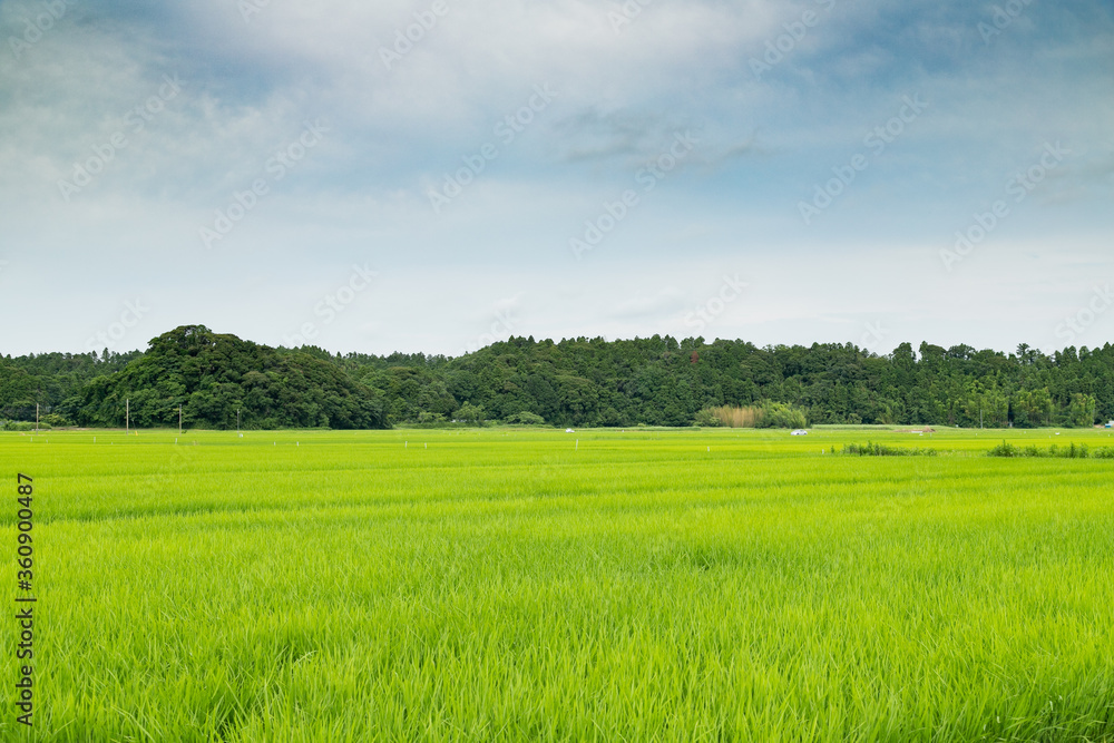 Fototapeta premium 日本の初夏の田園風景 千葉県多古町