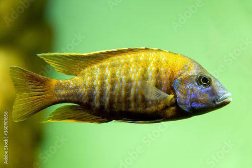 Malawi cichlids. Fish of the Labidochromis Hongi sp. Kimpuma photo