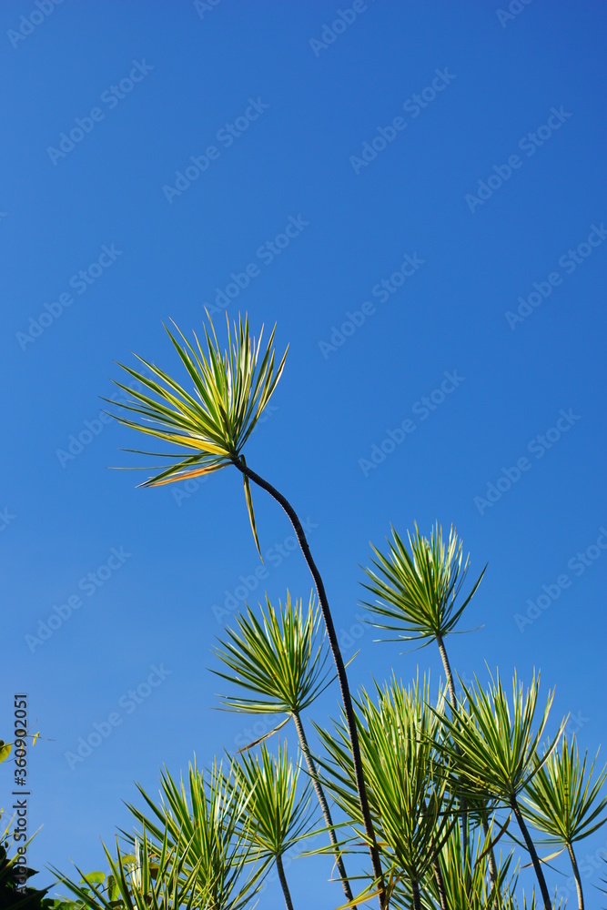 Fototapeta premium Needle-like vegetation in the city