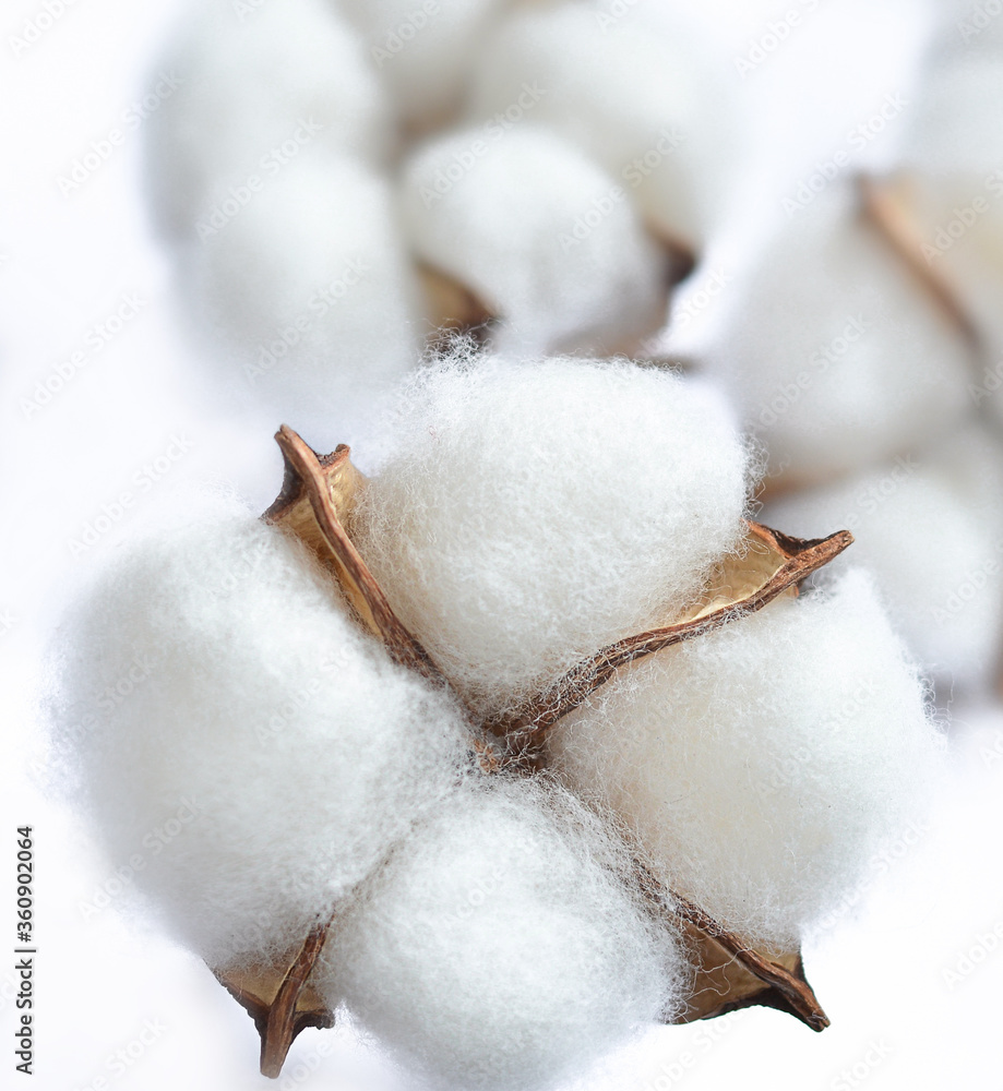 Cotton closeup on a white background Cotton closeup on a white background