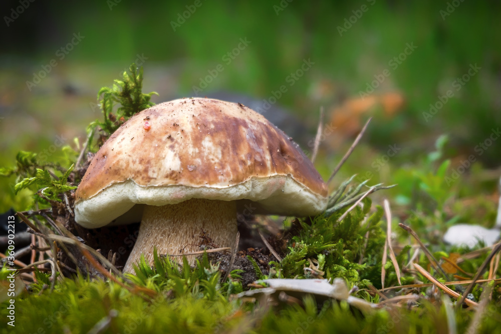 White mushroom (boletus) growing in the woods on moss. White mushroom (boletus) growing in the woods on moss.