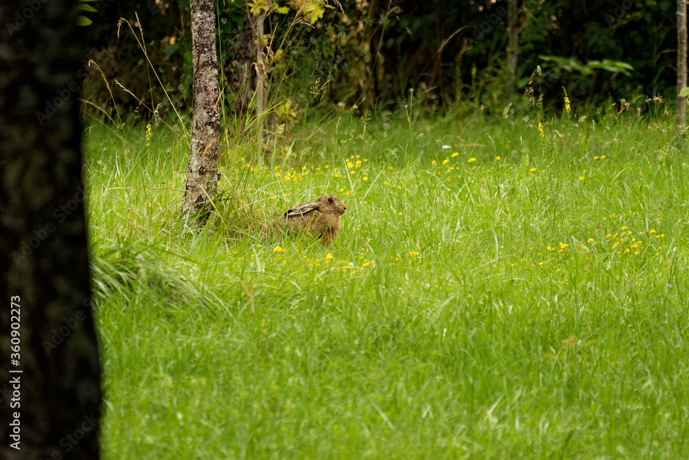 Hase in the grass Hase in the grass