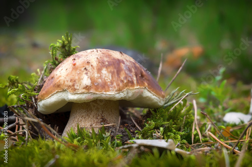 White mushroom (boletus) growing in the woods on moss.