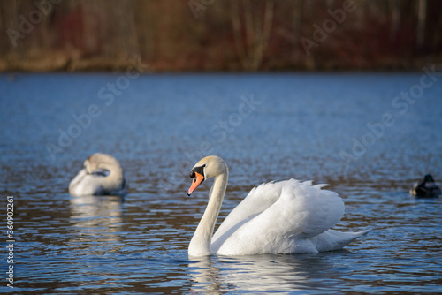 White swan and blue water2