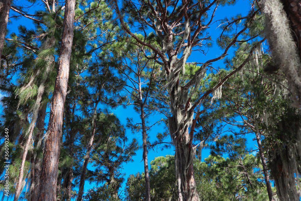 Fototapeta premium Arboles