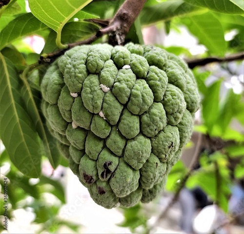 Sugar apple very sweet, good texture and color