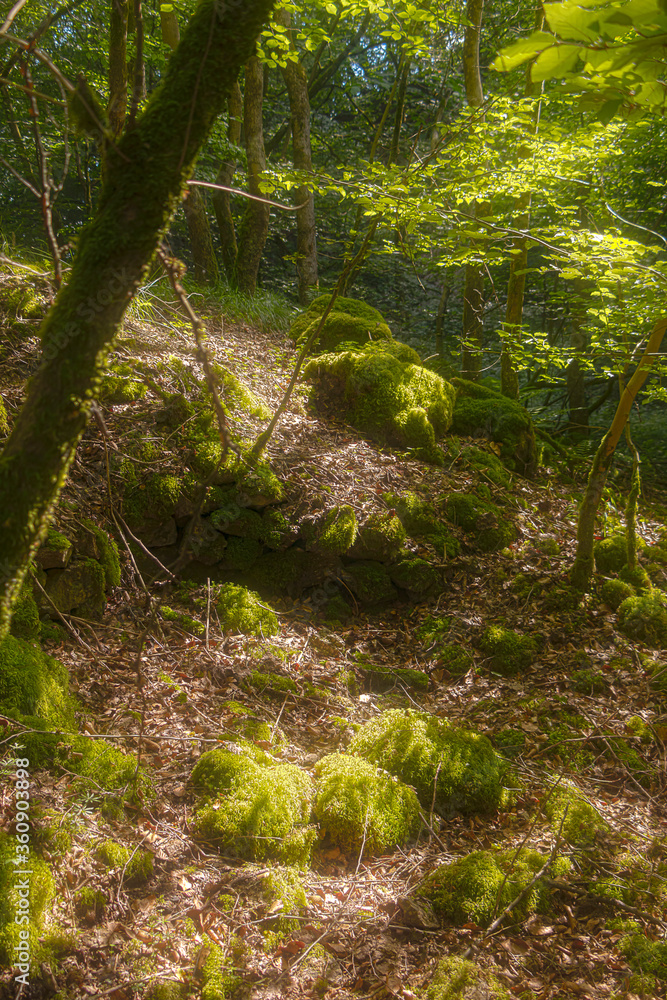 verlassener Steinbruch mitten im grünen Wald verlassener Steinbruch mitten im grünen Wald