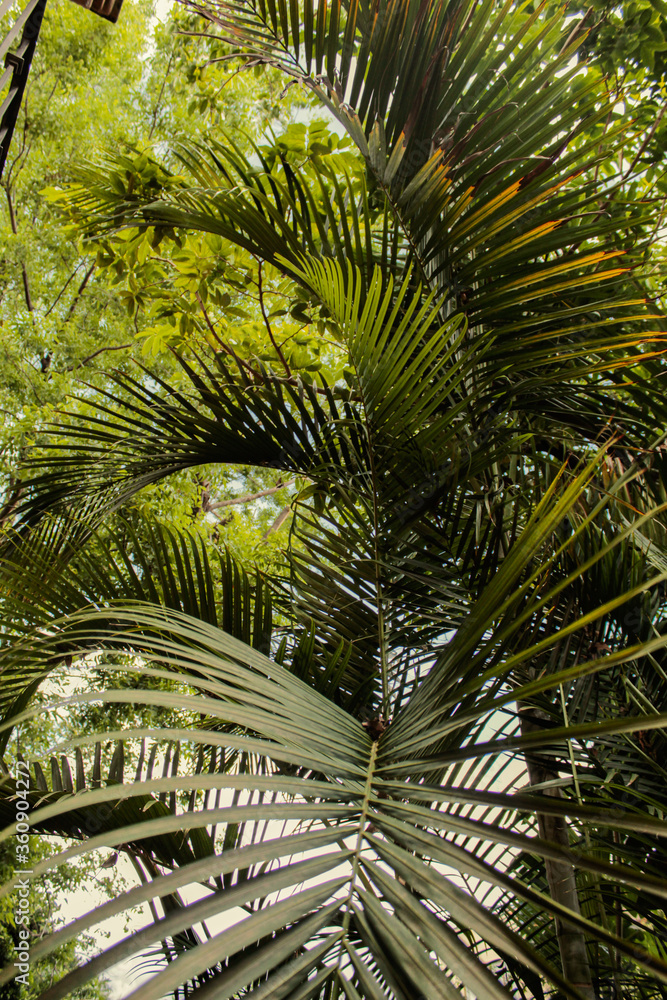 Obraz premium Green leaves background. tropical background