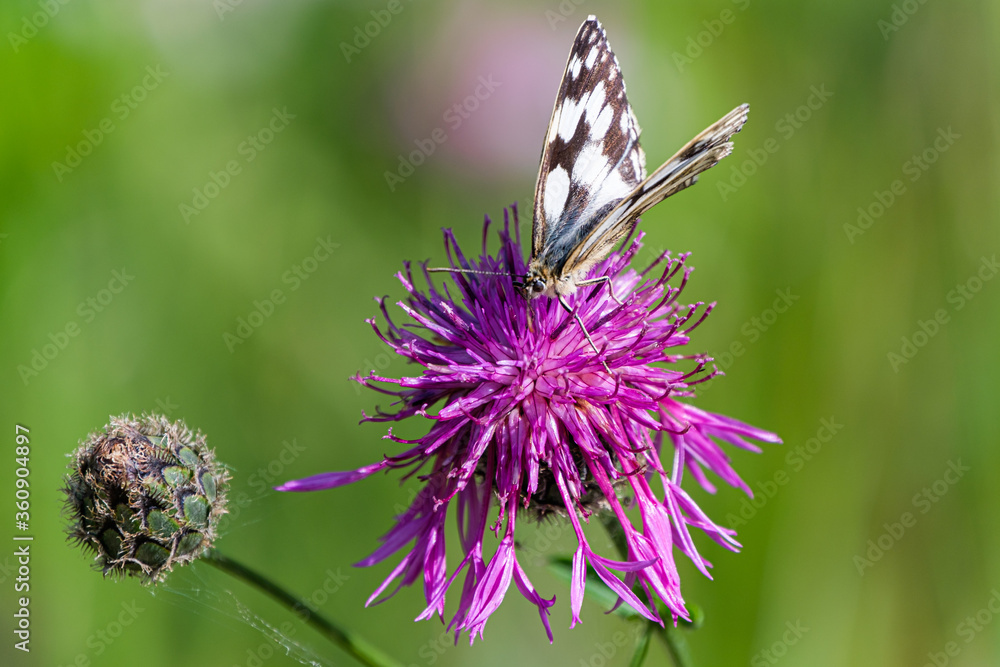 Black and white butterfly on purple flower isolated on green bokeh background Black and white butterfly on purple flower isolated on green bokeh background