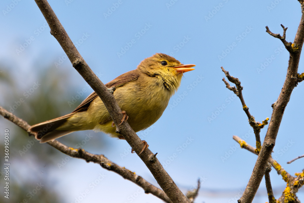 Melodious warbler on a branch - cute small yellow bird Melodious warbler on a branch - cute small yellow bird