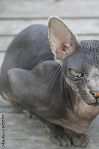 Gray luxurious sphynx cat on the background of gray wooden texture from boards. Good for pet shops, veterinary clinic, banners, posters, flyers.