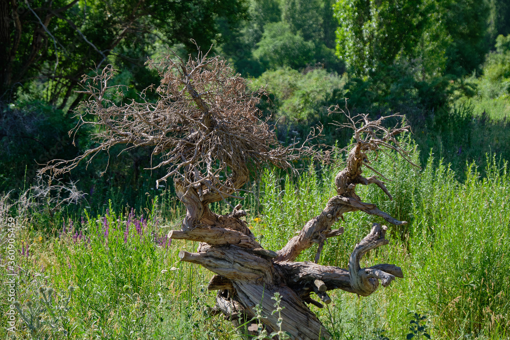 dry curved tree in the mountains dry curved tree in the mountains