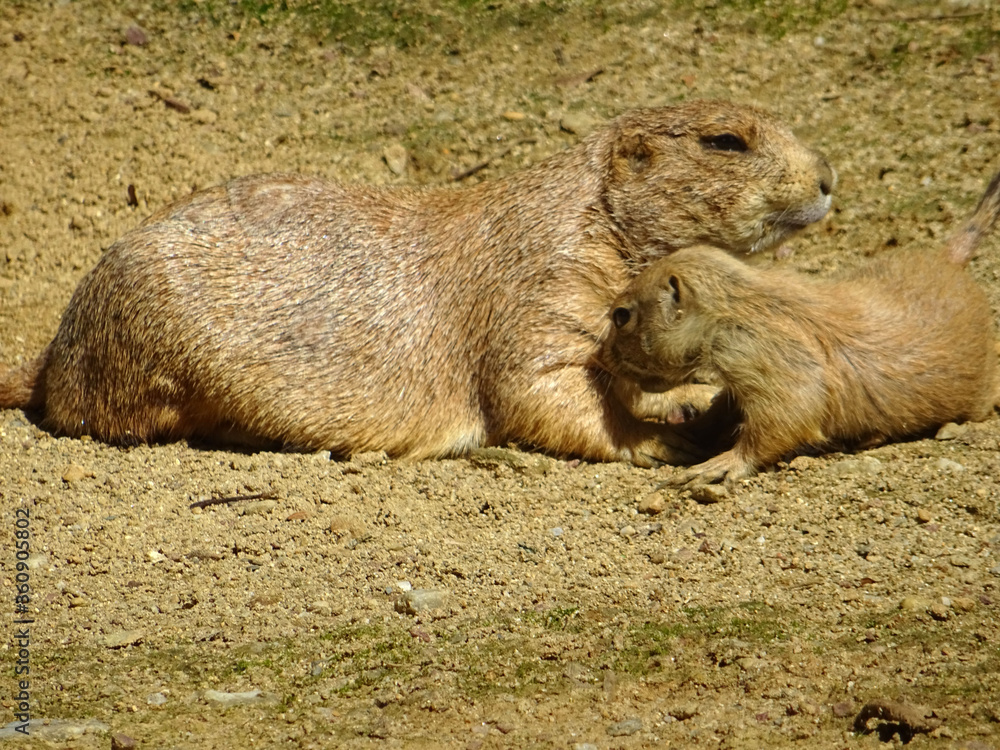 Chiens de prairie et son petit Chiens de prairie et son petit