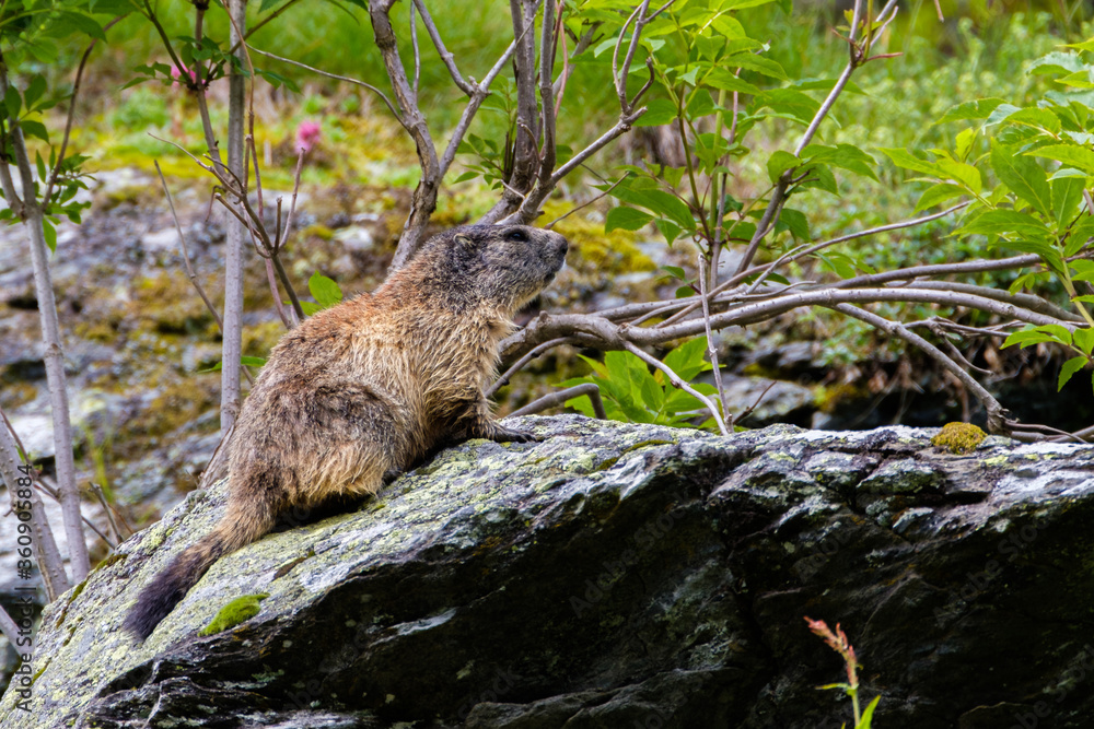 Fototapeta premium Marmot in the Alps