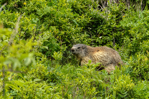 Marmot in the mountains