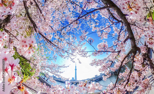 隅田川沿いの満開の桜と東京スカイツリー、超広角アングル