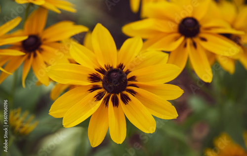 Flowers in Bloom