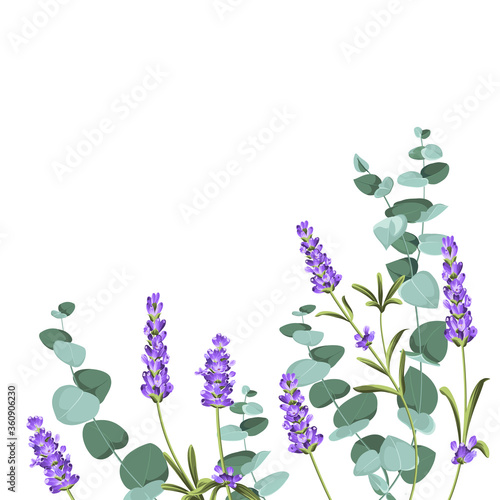 Eucaliptus and lavender elements design template. Simple design with frame flowers. Herbal vector frame