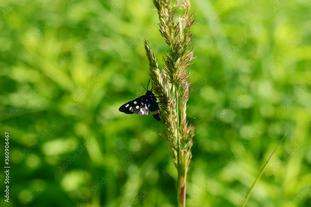 Butterfly with black wings. Ukraine.Side view. Butterfly with black wings. Ukraine.Side view.