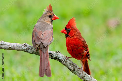 Northern Cardinal Male and Female Perched on Branch Against Spring Green Background