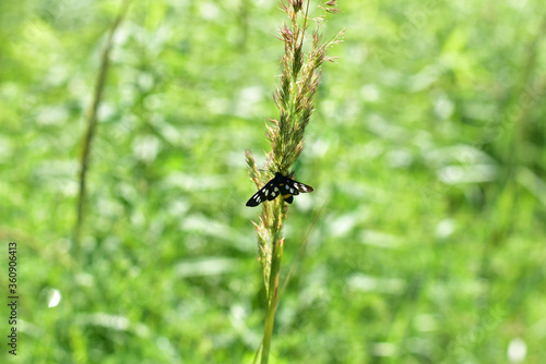 Butterfly with black wings. Ukraine.