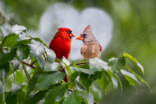 Fototapeta Northern Cardinal Pair Perched in Elm Tree in Louisiana
