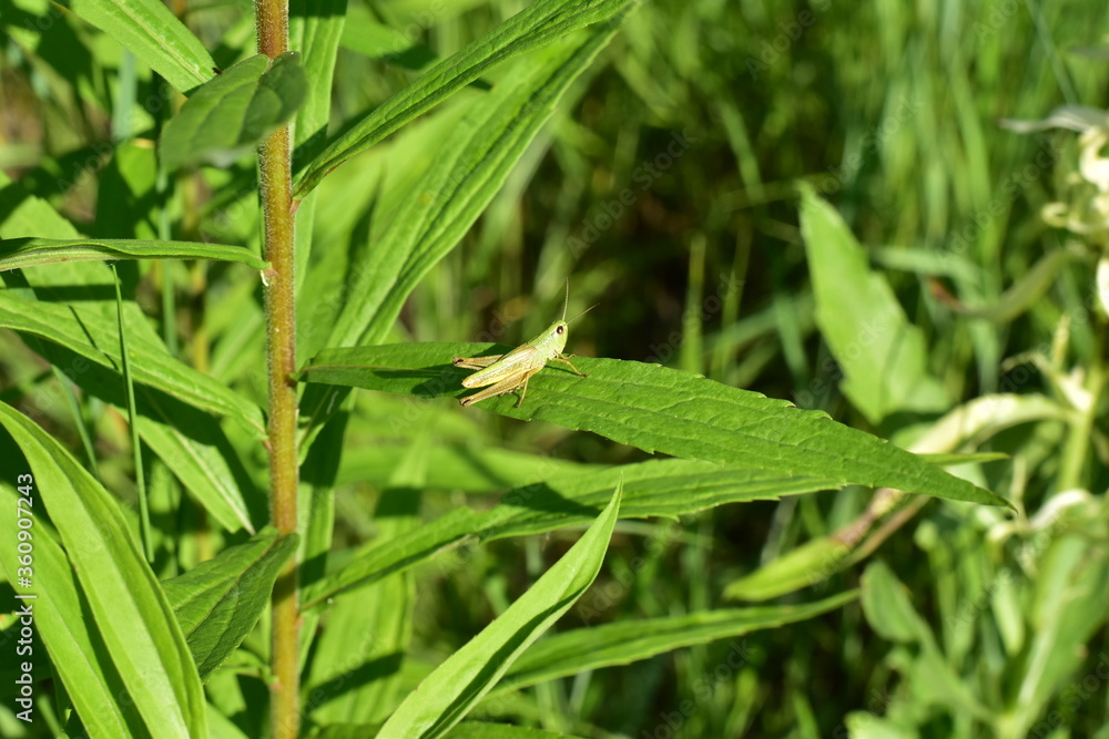 A green grasshopper sits on a long sheet of grass. A green grasshopper sits on a long sheet of grass.
