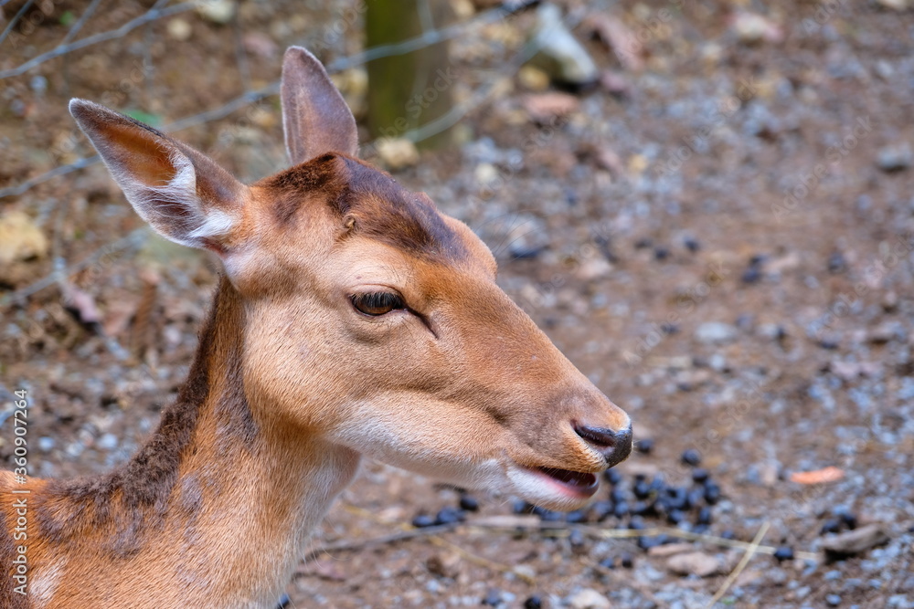 Cute close-up of a doe Cute close-up of a doe