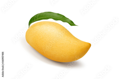 Yellow mango Thai fruit with green leaf isolated on white background. Mango Barracuda.