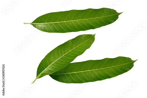 Mango leaf  Fresh mango leaves isolated on a white background