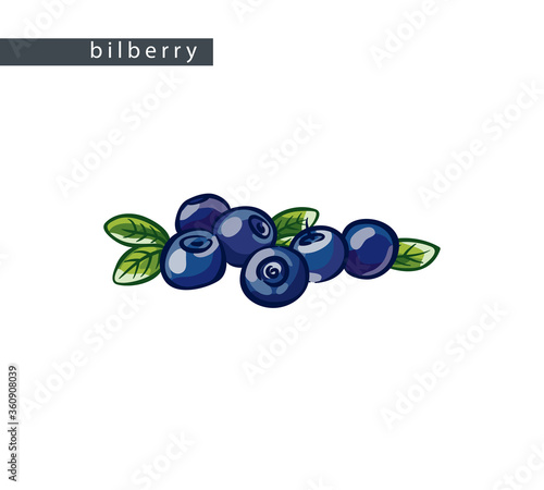 sketch_bilberry_six_berries_and_leaves