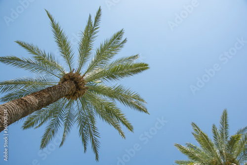 Blue sunny sky, underneath the palm trees