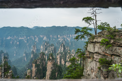 Tree growing on top of the stone pillar in Tianzi mountains in Zhangjiajie National park