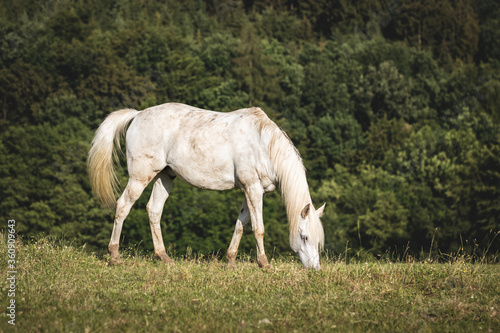White horse grazing grass on pasture. Forest in background