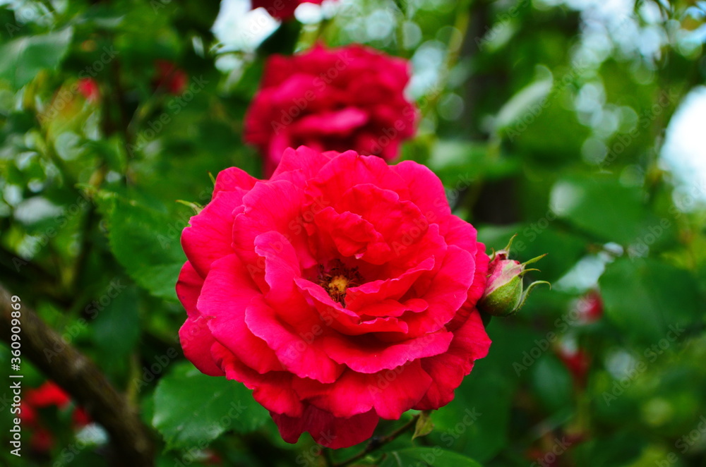 Red Roses on a bush in a garden. close up Red Roses on a bush in a garden. close up