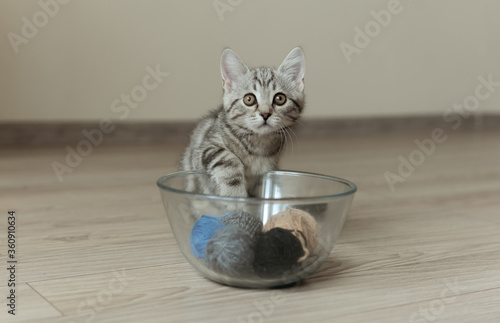 Fototapeta Naklejka Na Ścianę i Meble -  Little grey striped kitten touching yarn balls in a glass bowl. Selective focus