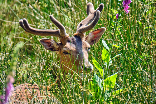 Fototapeta Naklejka Na Ścianę i Meble -  Damhirsch ( Dama dama )