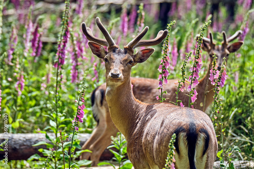 Fototapeta Naklejka Na Ścianę i Meble -  Damhirsch ( Dama dama )