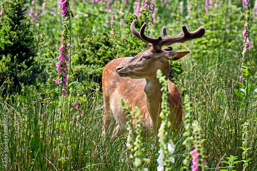 Fototapeta Naklejka Na Ścianę i Meble -  Damhirsch ( Dama dama )