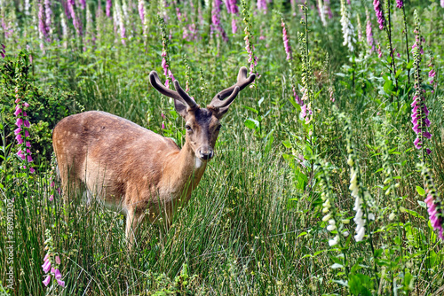 Fototapeta Naklejka Na Ścianę i Meble -  Damhirsch ( Dama dama )