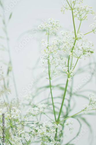 Bright colors of a hot summer. Bouquet of field and meadow plants. Bright green herbs.