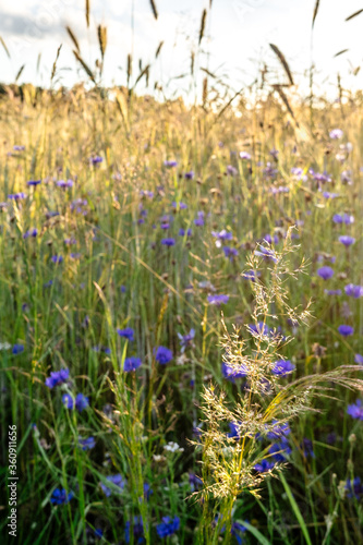 
Strahlend blaue Kornblumen wachsen zwischen reifen, goldgelben Getreidehalmen am Feldrand.